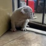 English bulldog pups