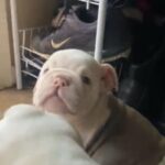 English bulldog pups
