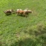 Puppies for Sale
