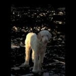 GoldenDoodle Puppies