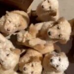 GoldenDoodle