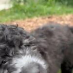 F1bb a Medium Golden Doodle- turning silver!