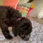F1bb Medium Golden Doodle