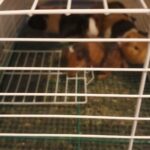 guinea pigs for sall need new homes