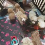 toy and miniature poodle babies