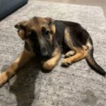 German shepherd female