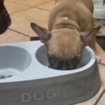 French bulldog