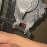 African grey