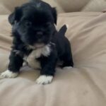 Shih Tzu male