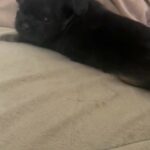 Extremely rare DOBIE shih tzu male puppy