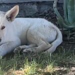 white German Shepard puppy