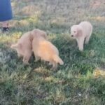 Goldendoodle