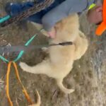 goldendoodle