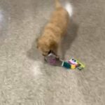 Goldendoodle