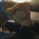 pit/lab mix its a boy