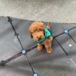 Frenchy the Golden Doodle