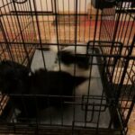 Shih Tzu Pups