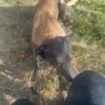 Rehoming