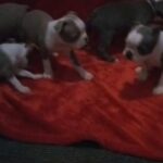 CKC LILAC AND WHITE and blue and white Boston terrier puppies