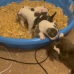 Micro American bullies