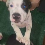 Puppy for sale Olde English Bulldoggee