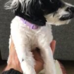 AKC Cockapoo
