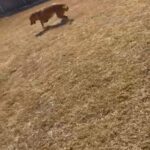 Netty needs a new home