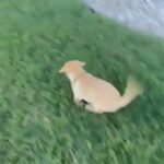 Starr-Yellow Labrador puppy girl