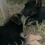 German Shepard Dogs