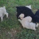 standard poodle