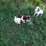 Miniature Australian Shepherd
