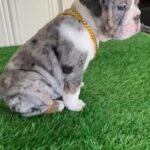 English Bulldog Puppy