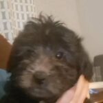 mini poodle