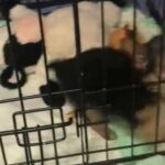 AKC Yorkie Teacup Female Puppy