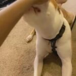 cute American staffie
