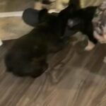 frenchie fluffy & fluffy carrier pups