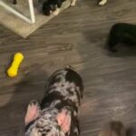 French bulldog puppies