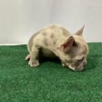 Merle Female