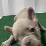Lilac frenchie