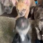 French Bulldog Puppies