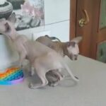 Sphynx Kittens