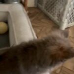 FUJI Boy Pomeranian CKC registration