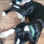 looking for a furever home!! Your next fur baby!