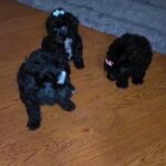 toy female poodle