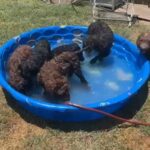 labradoodle puppy