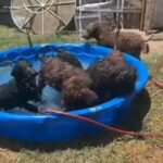 labradoodle pups