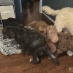 labradoodle puppies