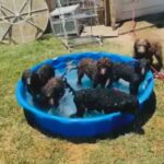 labradoodle pup