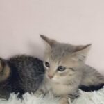 tabby kittens