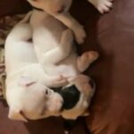 APBT Puppies